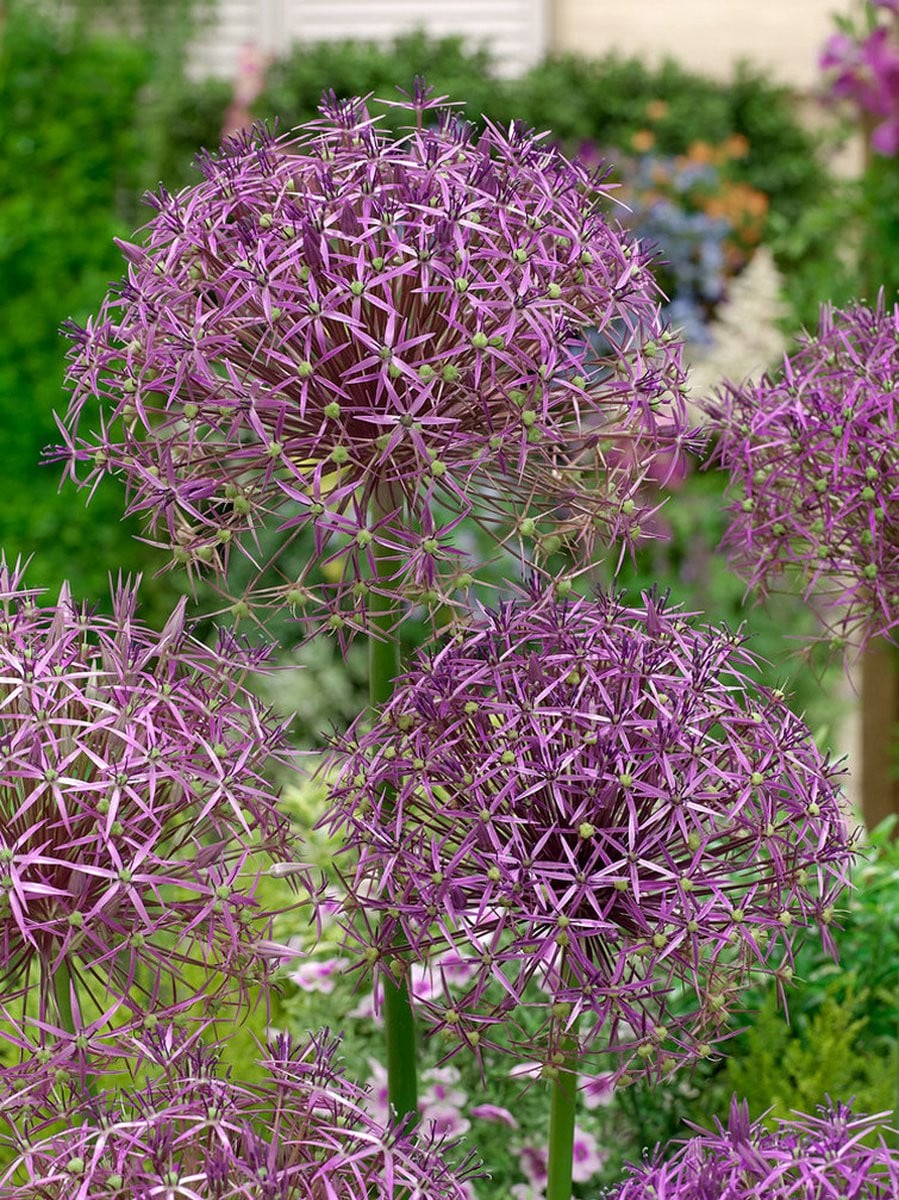15x Allium Christophii bloembollen van BULBi