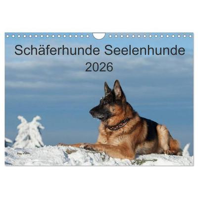 Schäferhunde Seelenhunde (Wandkalender 2026 DIN A4 quer), CALVENDO Monatskalender