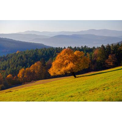 Fototapete PAPERMOON "Wald Landschaft", bunt, B:3m L:2,23m, Vlies, Tapeten