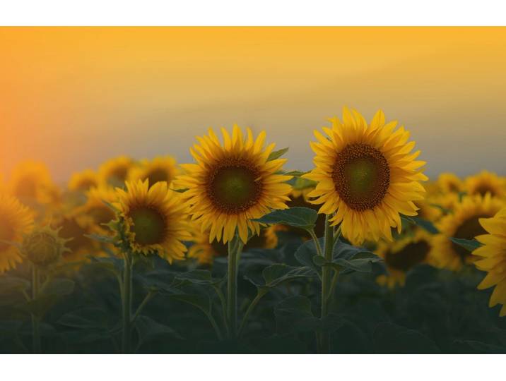 Fototapete PAPERMOON SONNENBLUMEN-ANEMONE MAKRO ABSTRAKT KUNST WIESE PFLANZE , bunt, B:1,5m L:1,11m, Vlies, Tapeten, Fototapete