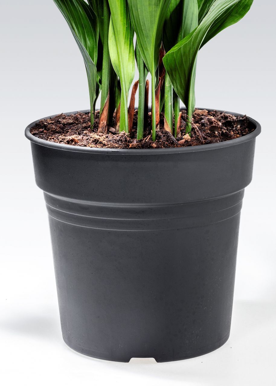 Pflanzen Aspidistra Elatior Schusterpalme 40-60 cm 17 cm Topf