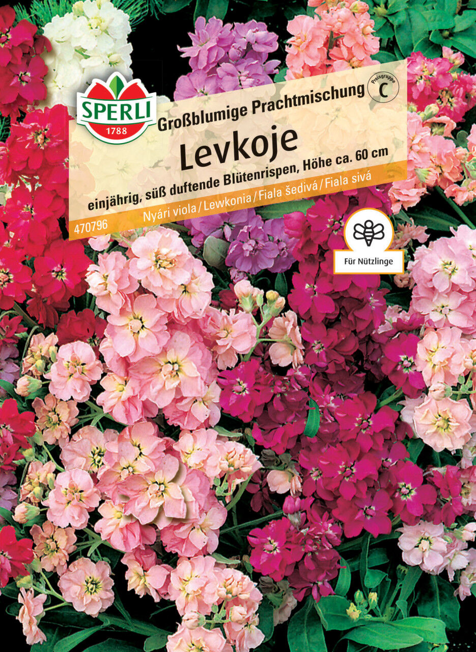 Sperli Levkoje Großblumige Prachtmischung