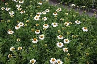 6 x Echinacea purpurea White Meditation Zonnehoed - Pot van 9 x 9 cm - GRDplanten