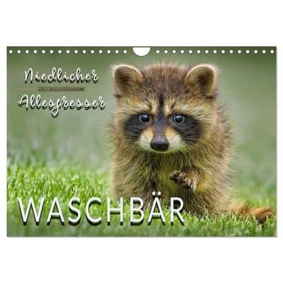 Waschbär - Niedlicher Allesfresser (Wandkalender 2027 DIN A4 quer), CALVENDO Monatskalender