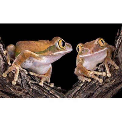 Papermoon "Froschliebe mit großen Augen"