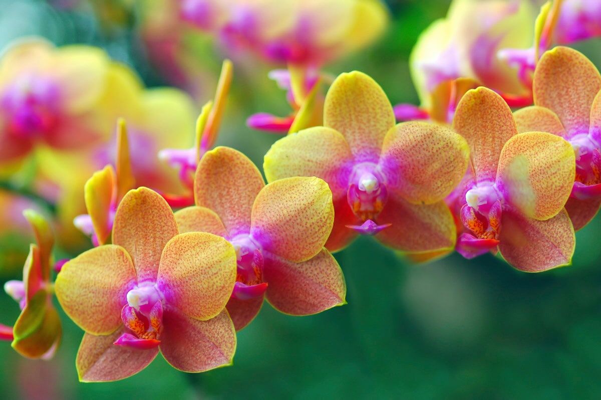 Papermoon "Goldene Orchideen" bunt B/L: 2m x 1,49m, Bahnen: 4 Stk.
