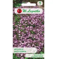 Alpen-Vergissmeinnicht – rosa