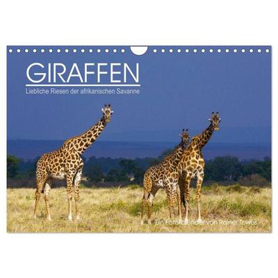 GIRAFFEN - Liebliche Riesen der afrikanischen Savanne (Wandkalender 2027 DIN A4 quer), CALVENDO Monatskalender