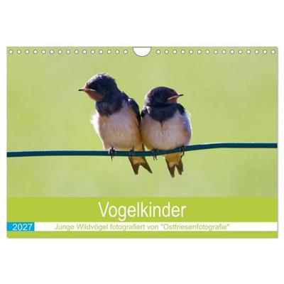 Vogelkinder - Junge Wildvögel (Wandkalender 2027 DIN A4 quer), CALVENDO Monatskalender