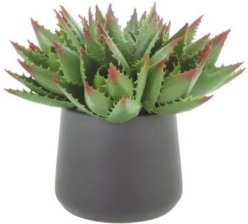 Creative Labs Aloe Arrangement in Fiberstone Pot