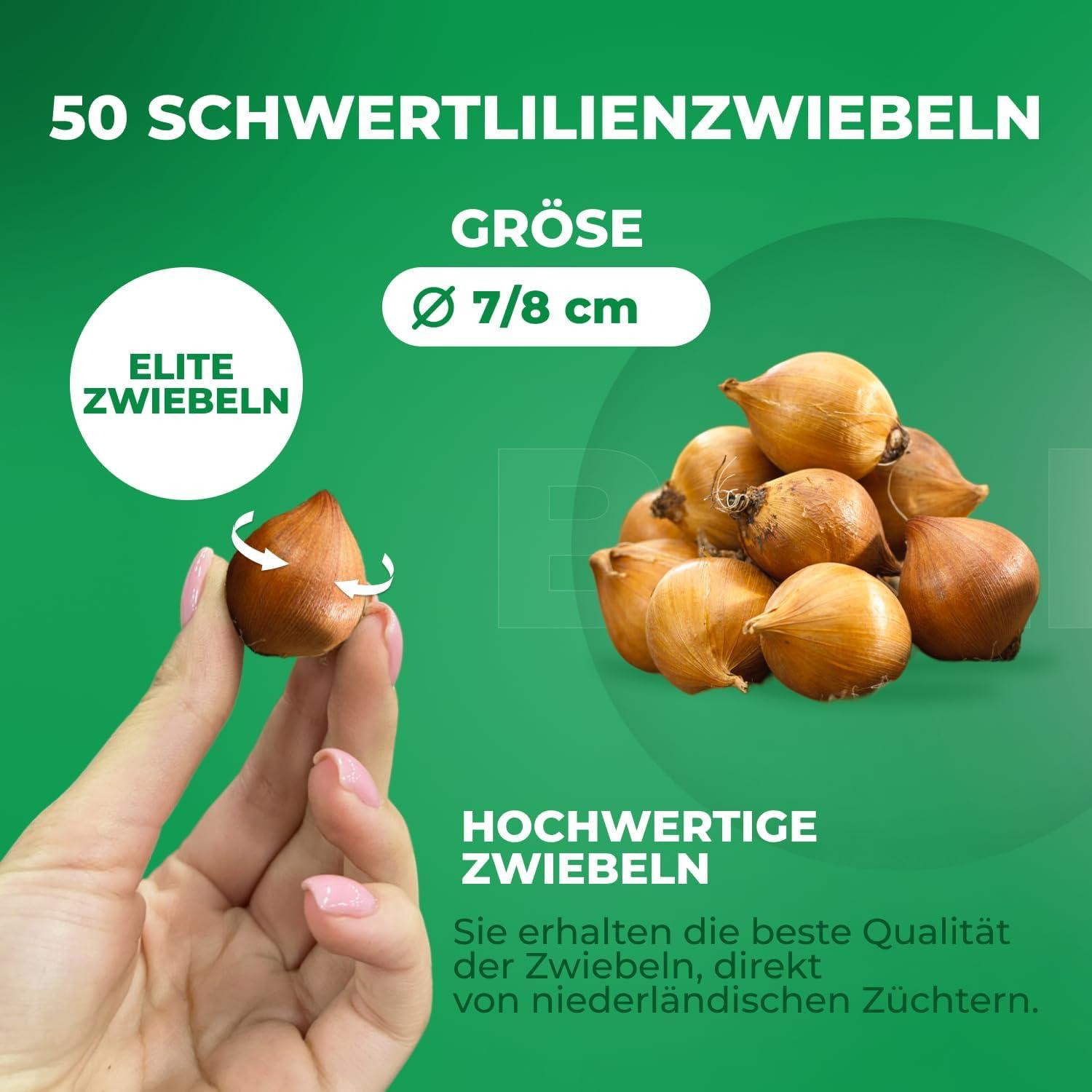 Dutch Bulbs Exclusive Paarse Zwaardlelies Winterharde Meerjarige Bloembollen - 50 stuks