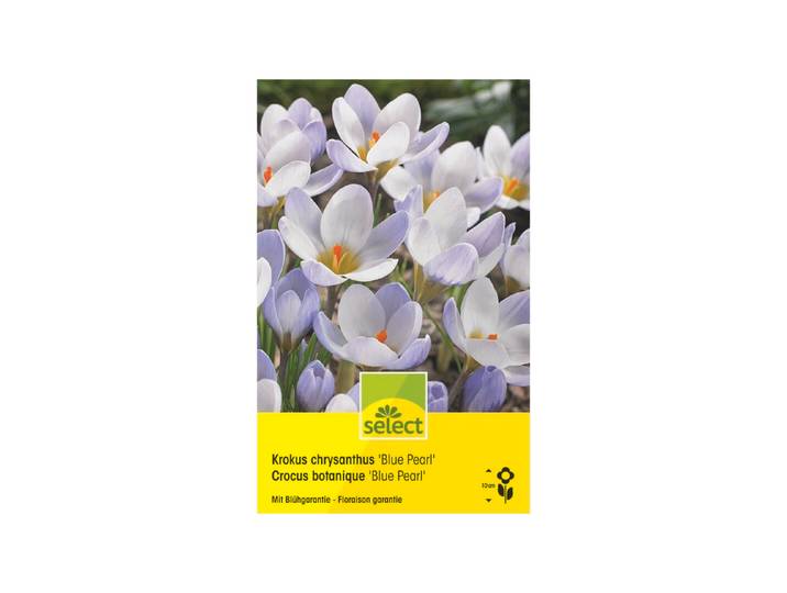 Select Krokus chrysanthus Blue Pearl