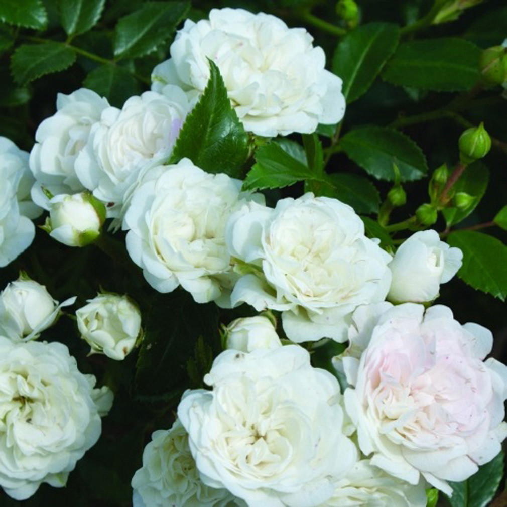 Arborix Rosa White Fairy Bodembedekkende roos - 2 stuks
