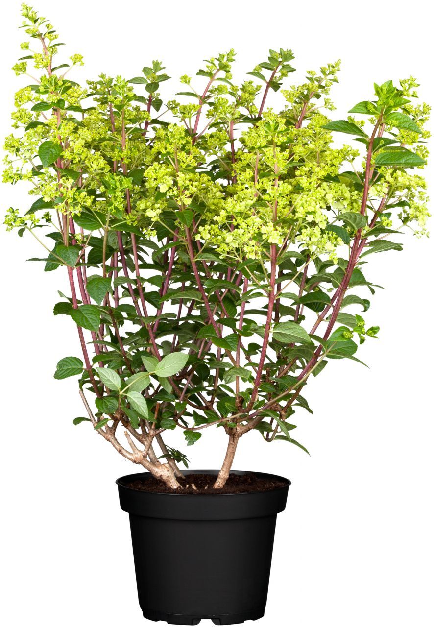 Pflanzen Rispenhortensie Hydrangea paniculata i. S., 10 l Container