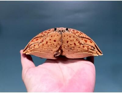 Uplift Picks Real Crab Specimen Display Taxidermy Marine Collectible Home Decor 14