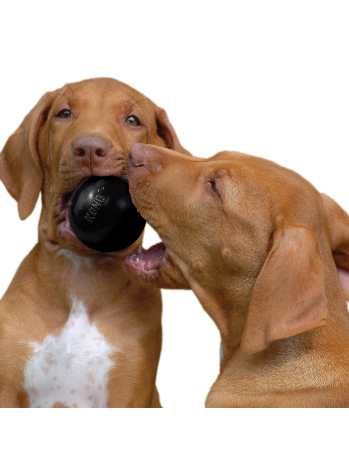 KONG Dog Toy Ball Extreme Small 6cm