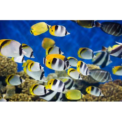 Fototapete PAPERMOON "UNTERWASSER-WELT-FISCHE KORALLE SEE MEER TIERE OZEAN", bunt, B:3m L:2,23m, Vlies, Tapeten