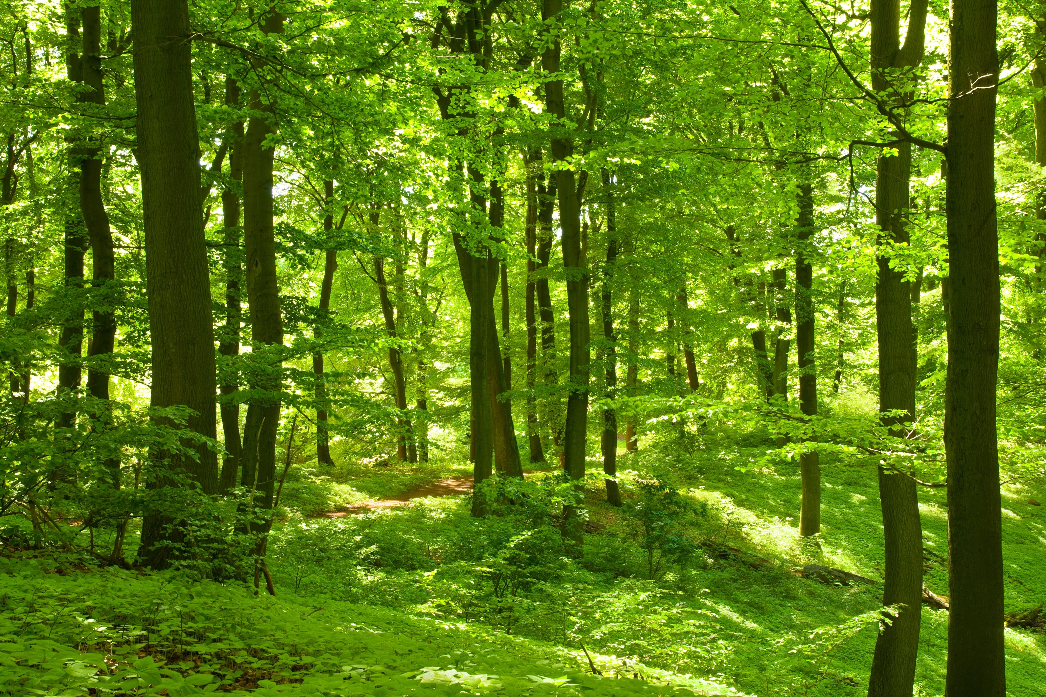 Fototapete PAPERMOON "German Beech Forest", bunt, B:2,5m L:1,86m, Vlies, Tapeten, Fototapete bunt B/L: 2,5m x 1,86m, Bahnen: 5 Stk.