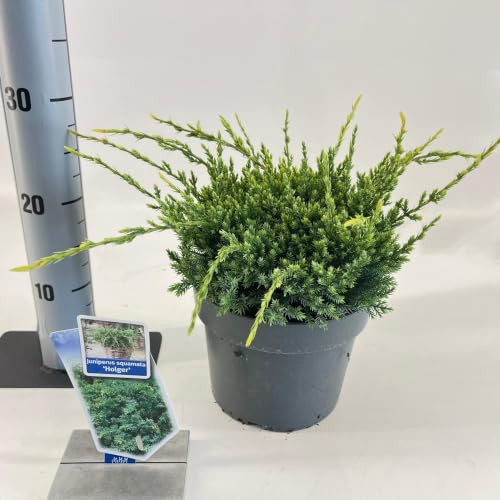 Juniperus squamata Holger Jeneverbes in pot van 20-25 cm