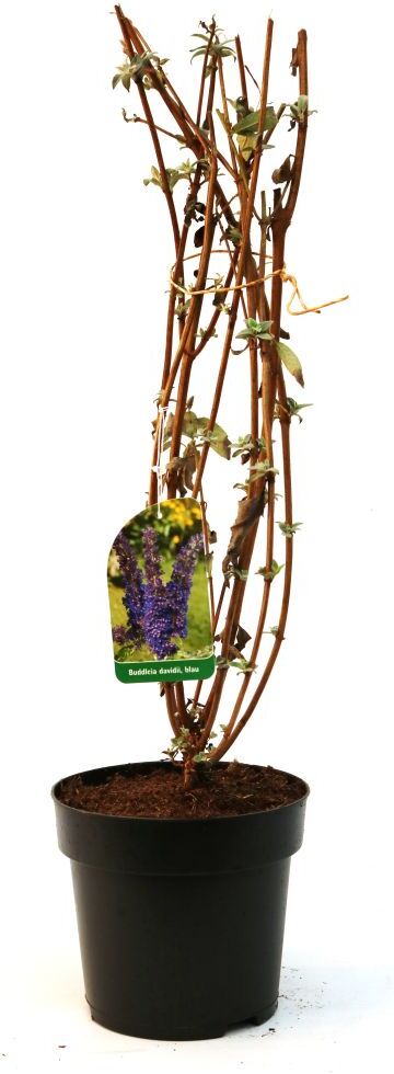 Pflanzen Schmetterlingsflieder 3 l Container