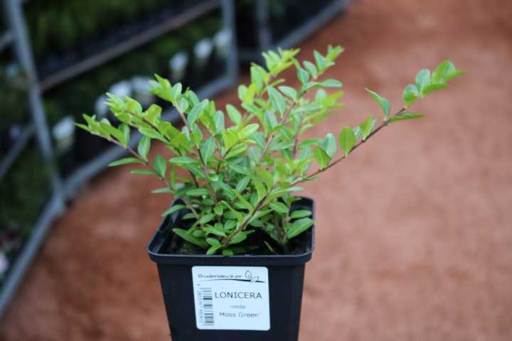 Pflanzen Heckenmyrte Moss Green 11 cm Topf