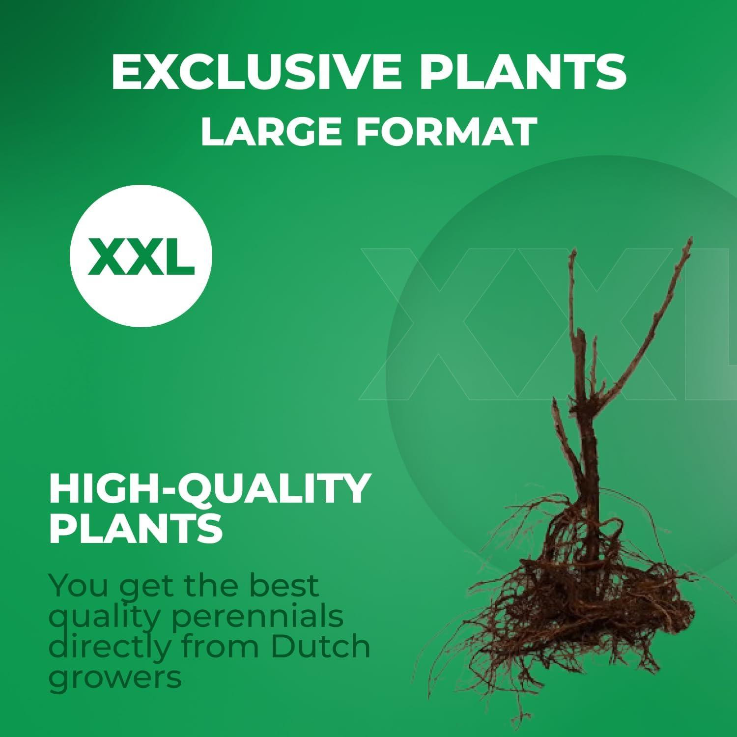 Dutch Bulbs Zwarte bessen collectie - 3 winterharde en meerjarige fruitstruiken