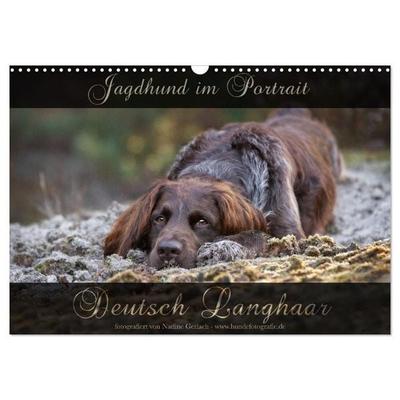 Jagdhund im Portrait - Deutsch Langhaar (Wandkalender 2027 DIN A3 quer), CALVENDO Monatskalender