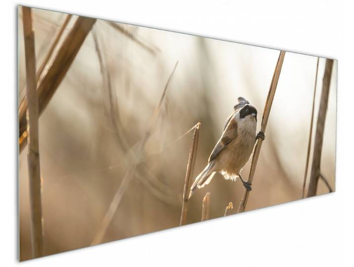 Wallario Küchenrückwand Vogel im Schilf, (1-tlg)
