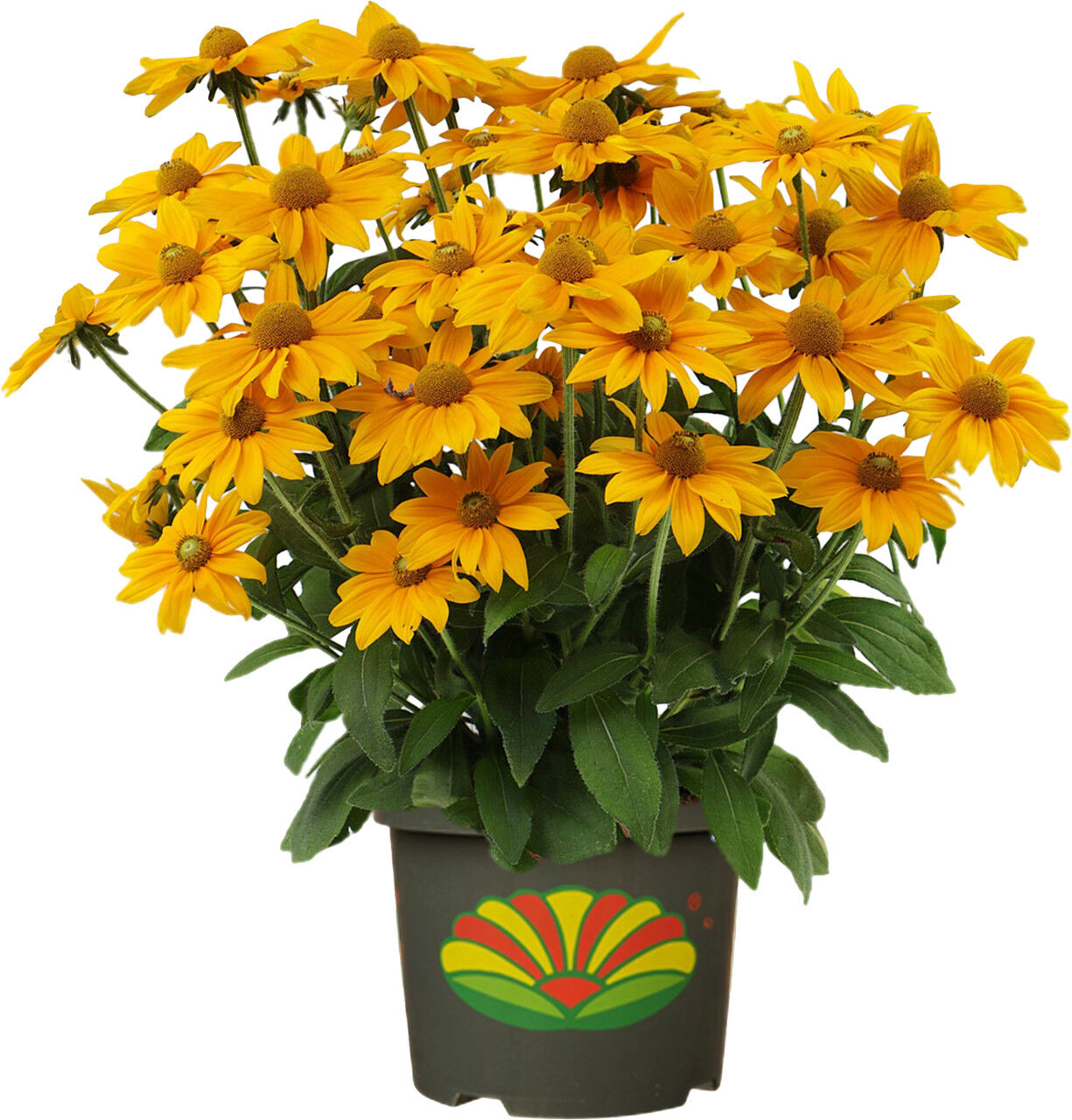 Pflanzen Sonnenhut Rudbeckia 23 cm Topf