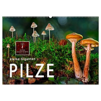 Pilze - kleine Giganten (Wandkalender 2027 DIN A2 quer), CALVENDO Monatskalender