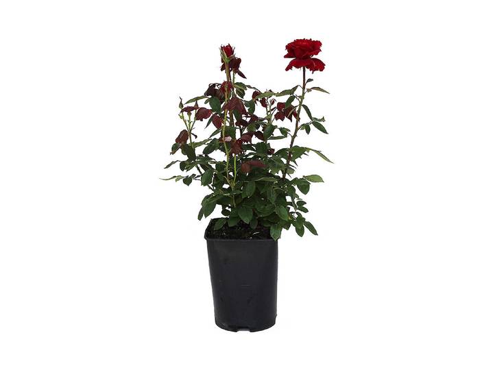 Edelrose Ingrid Bergman '®'