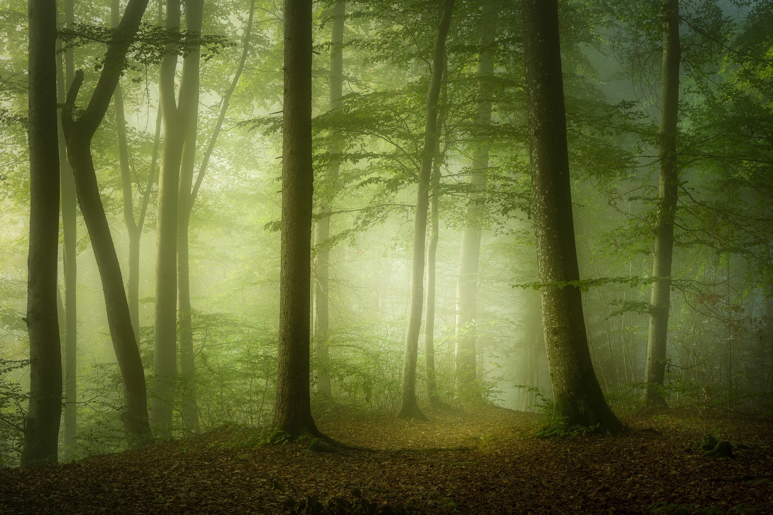 Fototapete PAPERMOON "Photo-Art NORBERT MAIER, GEHEIMNISVOLLER FRÜHLINGSMORGEN", bunt, B:2,5m L:1,86m, Vlies, Tapeten, Fototapete bunt B/L: 2,5m x 1,86m, Bahnen: 5 Stk.