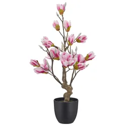 Magnolie Rosa ca. 65cm