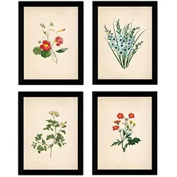 POSTER Set mit 4 Botanischen Stils Sensitive A3 Rahmenlos