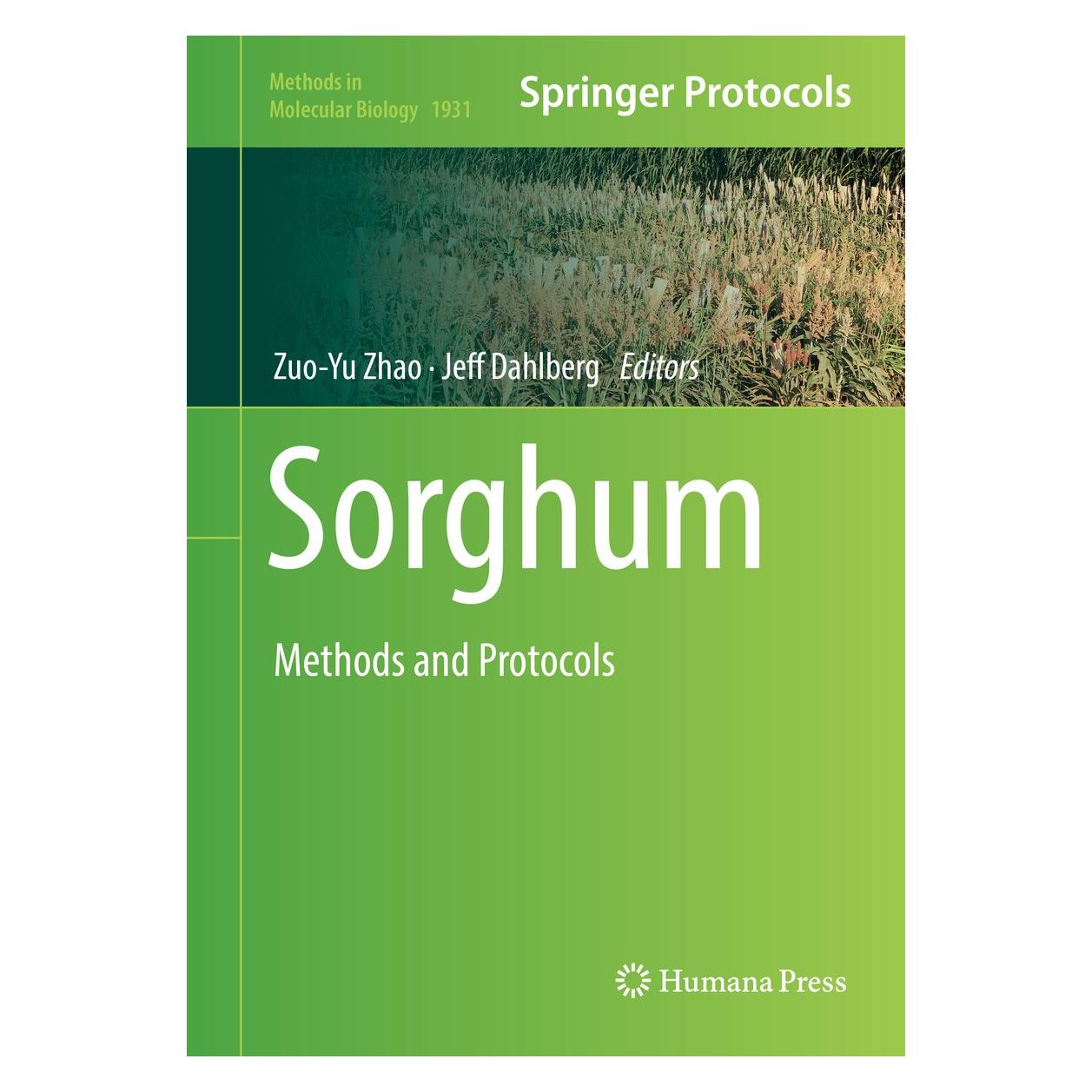 Springer Sorghum (Englisch, Jeff Dahlberg, Zuo-Yu Zhao, 2019) (9781493990382)
