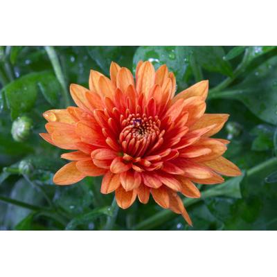 Fototapete PAPERMOON "Blume", bunt, B:3,5m L:2,6m, Vlies, Tapeten