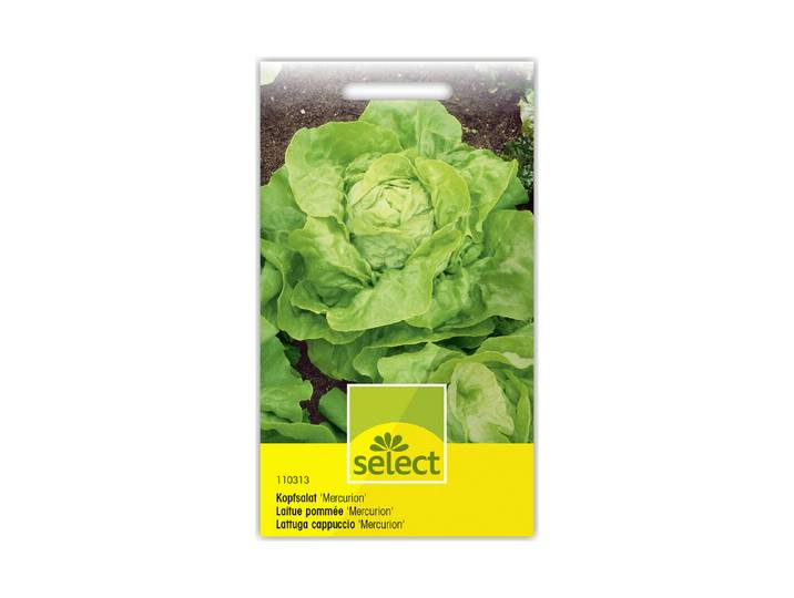 Select Kopfsalat Mercurion