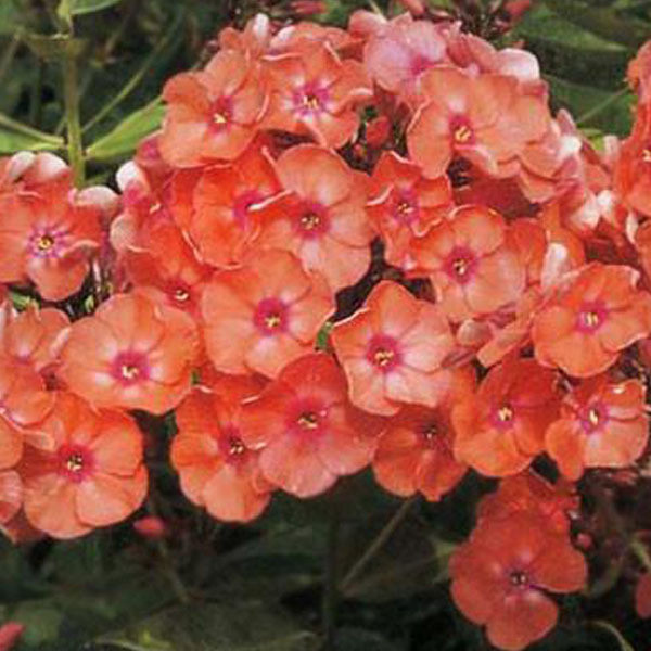 6x Hoge vlammenbloem Phlox paniculata Orange Perfection in pot van 9x9 cm van Arborix