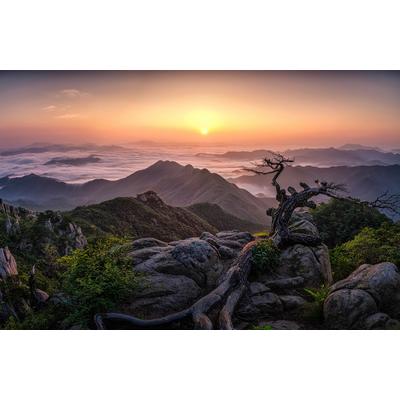 Fototapete PAPERMOON "Photo-Art TIGER SEO, SONNENAUFGANG AUF DER SPITZE", bunt, B:5m L:2,8m, Vlies, Tapeten