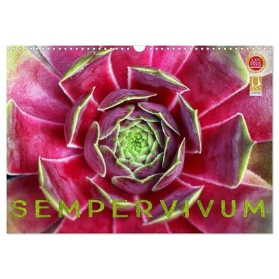 Sempervivum - Hauswurz (Wandkalender 2027 DIN A3 quer), CALVENDO Monatskalender