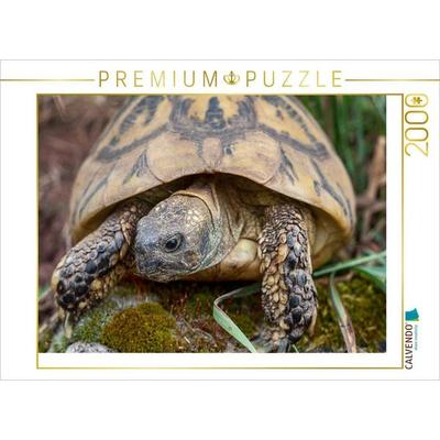 CALVENDO Puzzle Paula eine Griechische Landschildkröte, ca. 60 Jahre alt und etwa 2,5 kg schwer. | 2000 Teile Lege-Größe 90x67cm Foto-Puzzle für