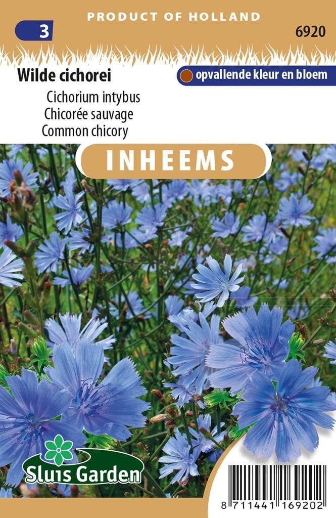 Sluis Garden Wilde Cichorei Cichorium intybus zaden