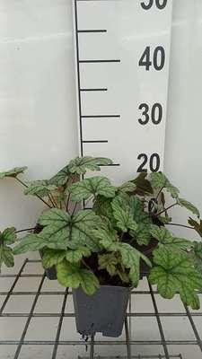 6 x Heucherella hybr. Kimono Bastaardschuimplant, Pot van 9 x 9 cm, GRDplanten