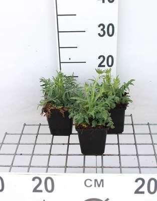 6 x Knautia arvensis Duizendblad - Pot van 9 x 9 cm - GRDplanten