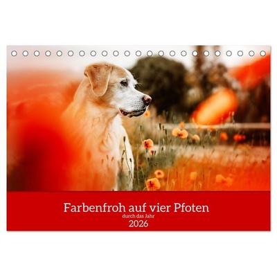 Farbenfroh auf vier Pfoten durch das neue Jahr (Tischkalender 2026 DIN A5 quer), CALVENDO Monatskalender