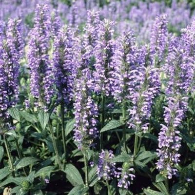 6 x Nepeta nervosa Kattenkruid - Pot van 9 x 9 cm - GRDplanten