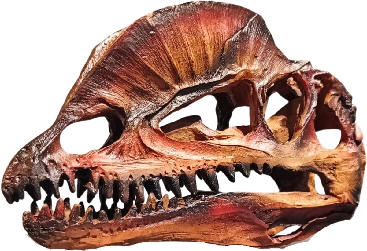 GreatGift Dilophosaurus Schedel Replica - Roodbruin - 18 cm - Realistisch Fossiel van Polyresin