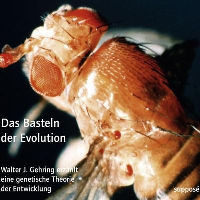 Das Basteln der Evolution - Walter J. Gehring,Klaus Sander, Audio, 9783863850234