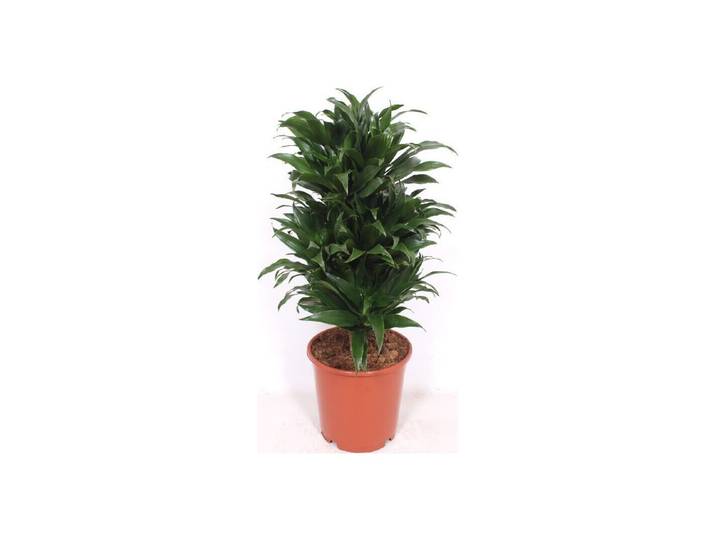 Dracaena Compacta verzweigt Ø24