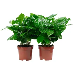 2er-Set Coffea arabica – Exotische Kaffeepflanze für dein Zuhause, ca. 15 cm hoch, Topf-Ø 9 cm